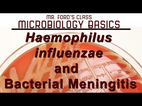 Haemophilus influenzae and  Bacterial Meningitis : Microbiology Lectures