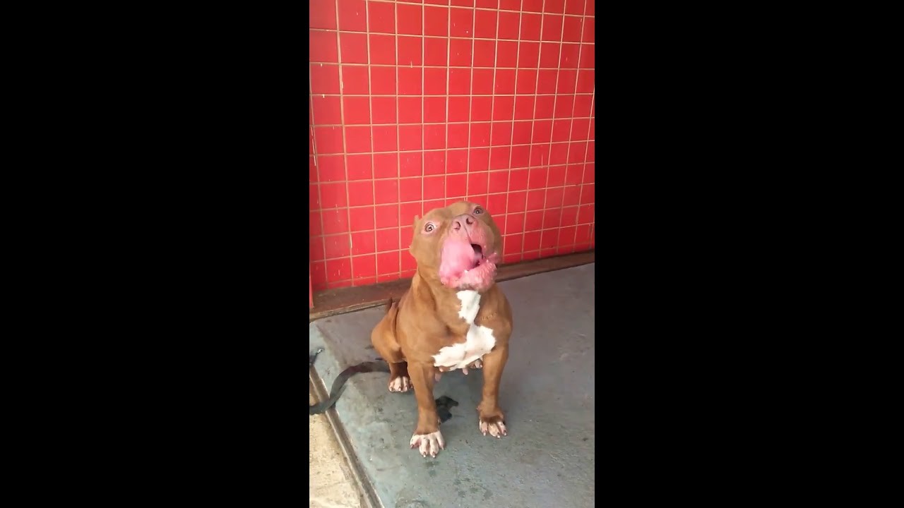 Pitbull training YouTube