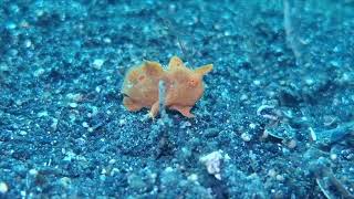 Juvenile Frogfish Wanders in Search of Small Fish