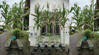 minim lahan menanam jagung di galon mudah dan menyenangkan || how to plant corn in a used gallon