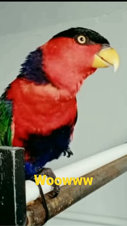 Burung Nuri Bisa Ngomong 🐦. @Family Jawa