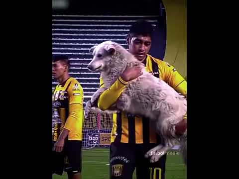 Animals In Football + Black Cat ☠️