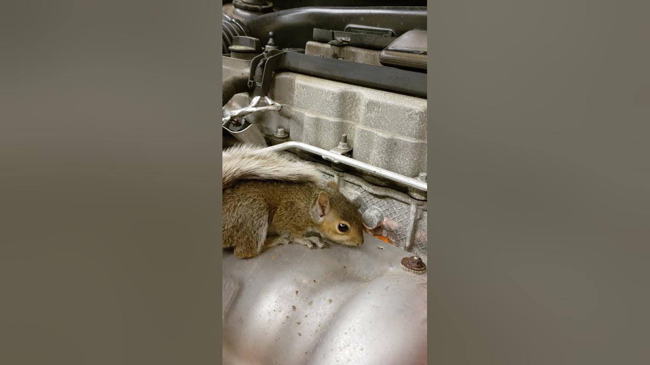 Squirrels in engine compartment video 1 youtube