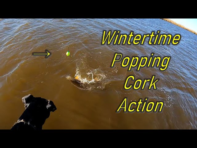 Using a popping cork in the wintertime #shortvideo 