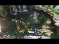 The Video Session Of The Koi Went Horribly Wrong...I Dropped The New Phone In The Pond!