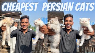 Persian Cats For Sale | Persian Cats Price | Persian Cats Shop | Persian Cats Market | Blue Eyes Cat by Lahore Pets  1,161 views 7 months ago 8 minutes, 4 seconds