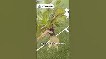 Cultivate purple leaf lettuce with G&N