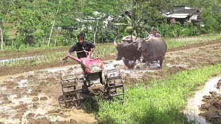 Traktor Sawah Dan Kerbau Membajak Lahan Yang Berdampingan Tractor And Buffalo Youtube Traktor Sawah Dan Kerbau Membajak Lahan Yang Berdampingan Tractor And Buffalo Youtube