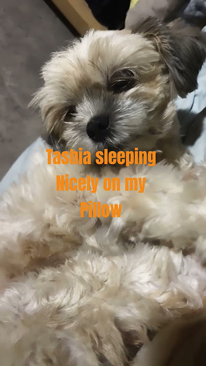 Tashia sleeping Nicely on my pillow #asmr #doggies #pets #diglovers