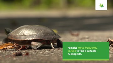 Carapace.ca – How to report your observation of a live, wounded or dead turtle on the road