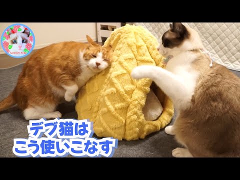 福袋に入っていたベッドを独特に使うでぶ猫には訳があります Fat cat uses bed in unique way