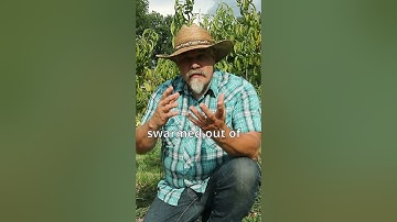 Catching a Stubborn Honeybee Swarm #honeybees #swarming #beekeeping101 #beekeeping #shorts