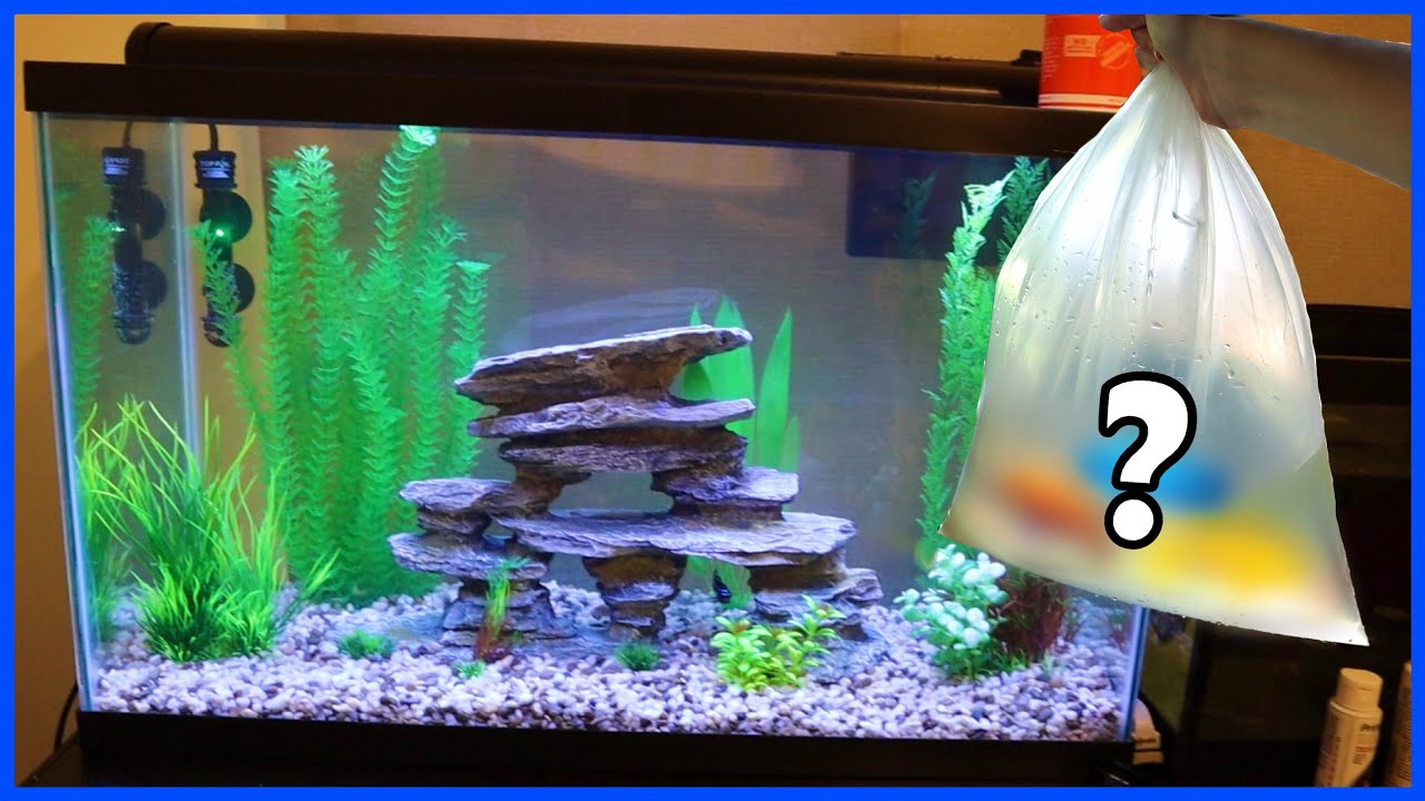 Setting Up An Aquarium In My Friend's Apartment! YouTube