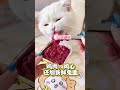 Don t keep feeding cat food. You can really try feeding some raw meat and bones#Cute pets