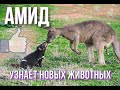 Амид узнает новых животных