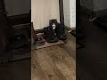 Когда в доме живет котенок 😂 #russia #kitty #животные #animals