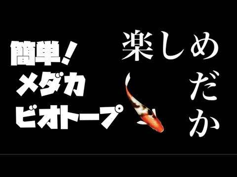 【メダカのビオトープ】メダカ飼育を始めよう！　楽めだか家族登場！みんなで作ろう！　＠楽めだか