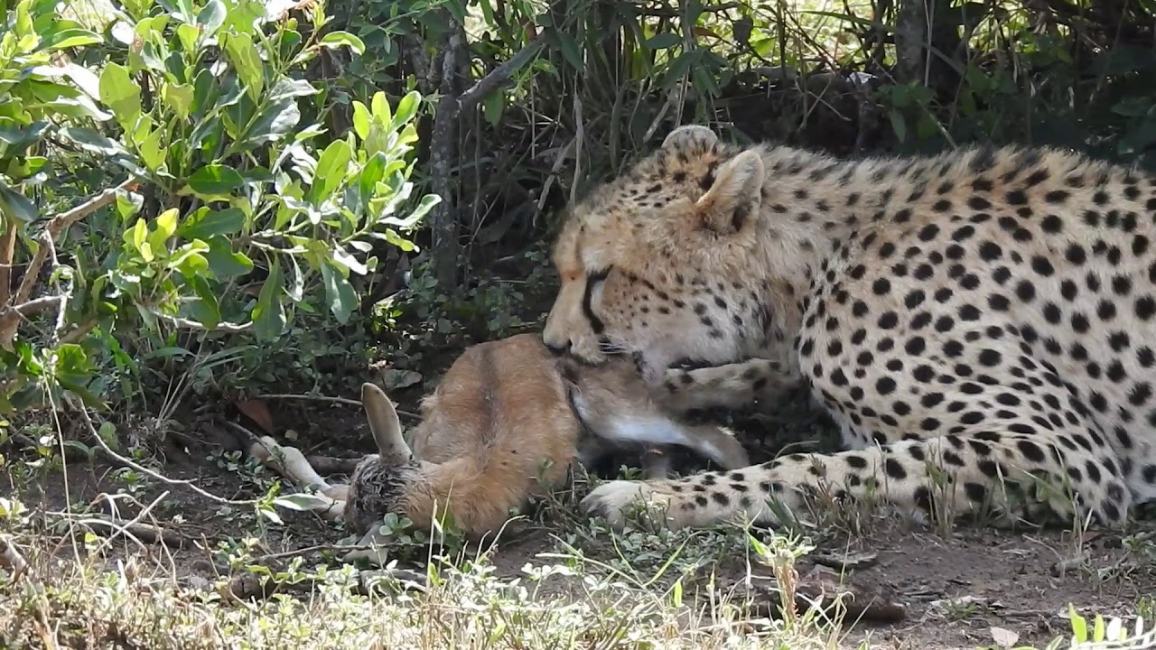 Hungry Cheetah Eats Gazelle in Maasai Mara - YouTube