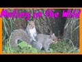 Squirrel knockout or squirrel mating you decide! Intense action... filmed with Canon m3