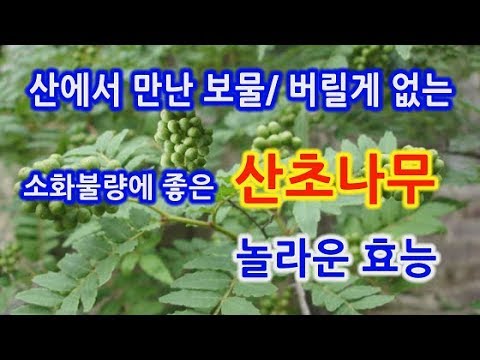 산초나무 놀라운 효능