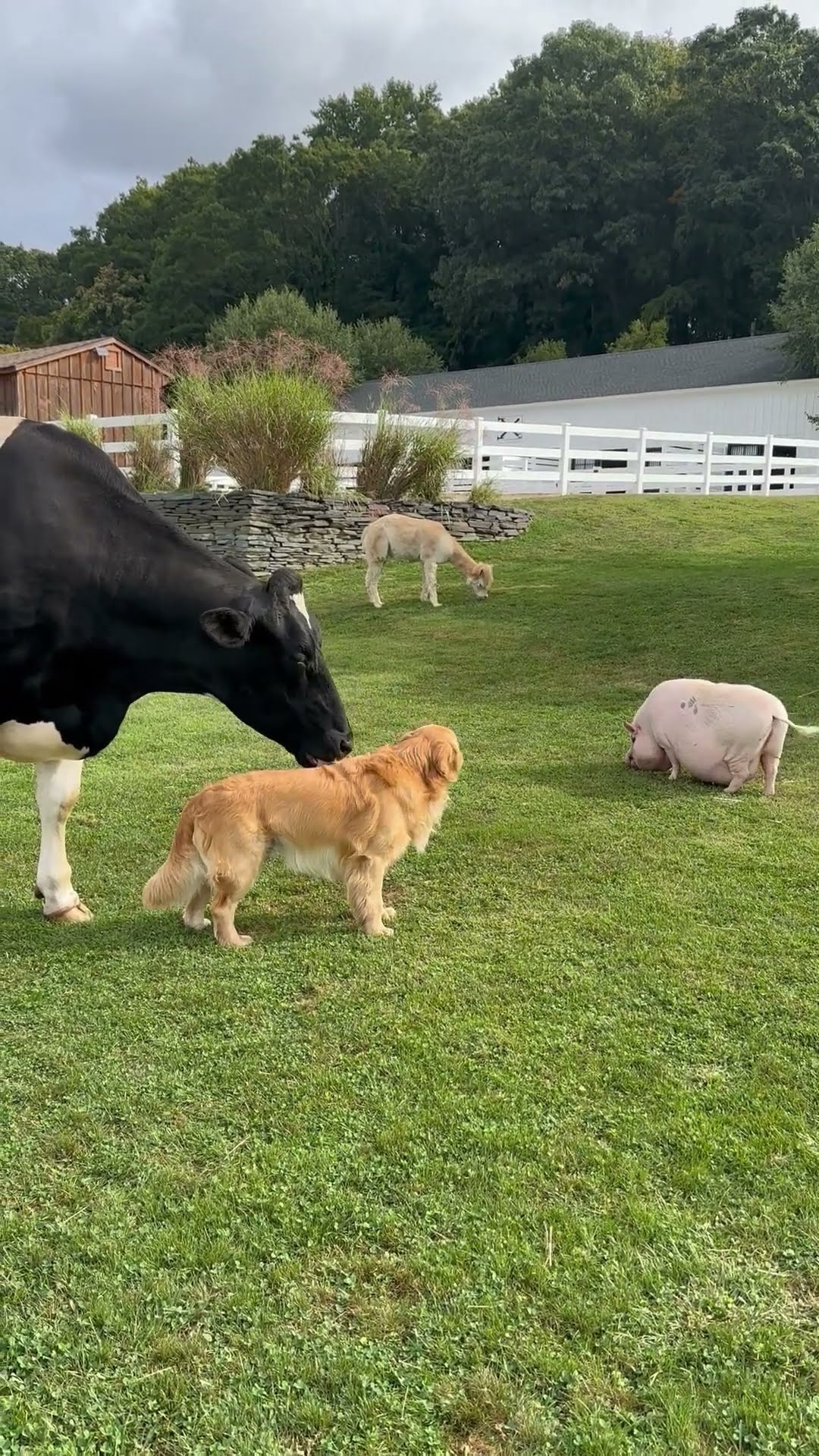 Steer Grooms Golden Retriever While Hanging Out with an Alpaca and a Pig