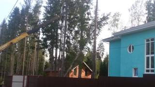 видео Пока ждали полицейских, на крышу минивена упало дерево