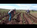 Trabajando en la milpa - Ejido Corralillos, victoria, Guanajuato, México.