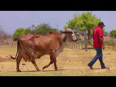 LOTE 38 PRENHEZ SEXADA DE FÊMEA   GENTILEZA FIV DA CRAUATÁ X TEATRO DA SILVÂNIA