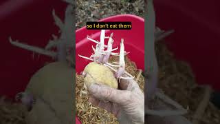 I dont eat green potatoes But if you can use them to replant as seed potatoes.