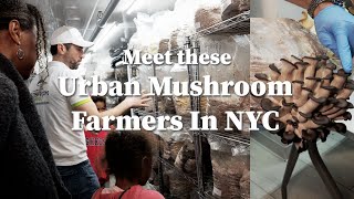 How this small urban mushroom farm produces 2000lbs of mushroom a week! Growing from start to finish by Totally Integrated Family 1,712 views 4 months ago 13 minutes, 4 seconds