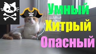 Кот забавный, смешной| Котенок| Котики