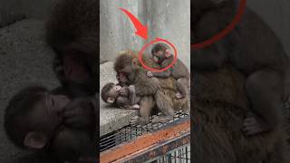 The secret behind how Punch charmed the baby monkeys! #punch #monkey #punchmonkey #shorts
