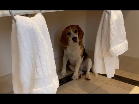Video: Apakah Saya Perlu Menempatkan Booties pada Anjing Saya?