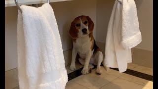 Cute beagle hides from bath