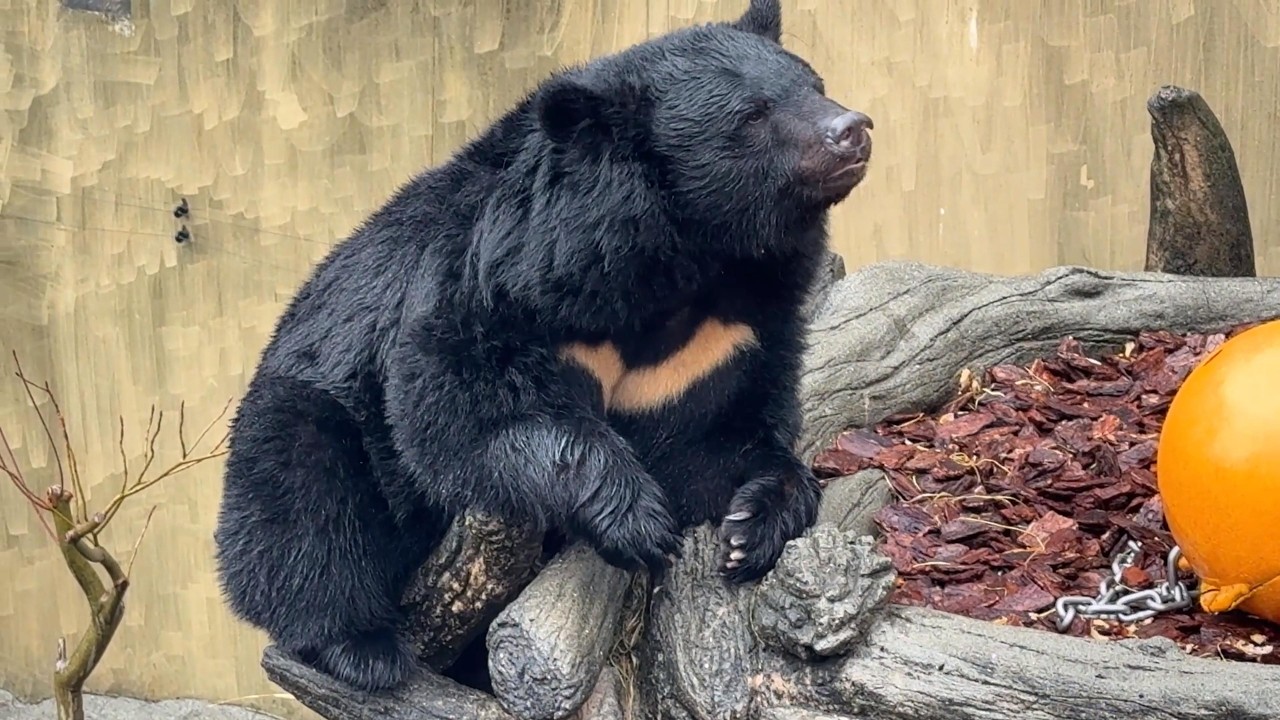 雨に打たれるクーちゃん【‎2026年2月25日‎】【上野動物園