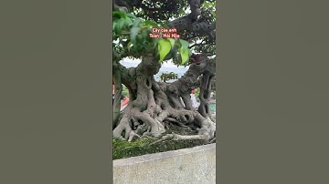 CHIA SẺ CÂY CỦA ANH TOAN - HẢI HẬU , Tại Triển lãm SVC Hưng Hà - Thái Bình!