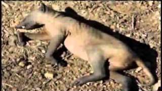 Chupacabra Found In Kentucky Youtube