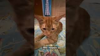 free prussian cat adoption 2026 | adopt now before they’re gone | free cat adoption near me