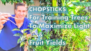 CHOPSTICKS: For Training Trees To Maximize Light & Fruit Yields