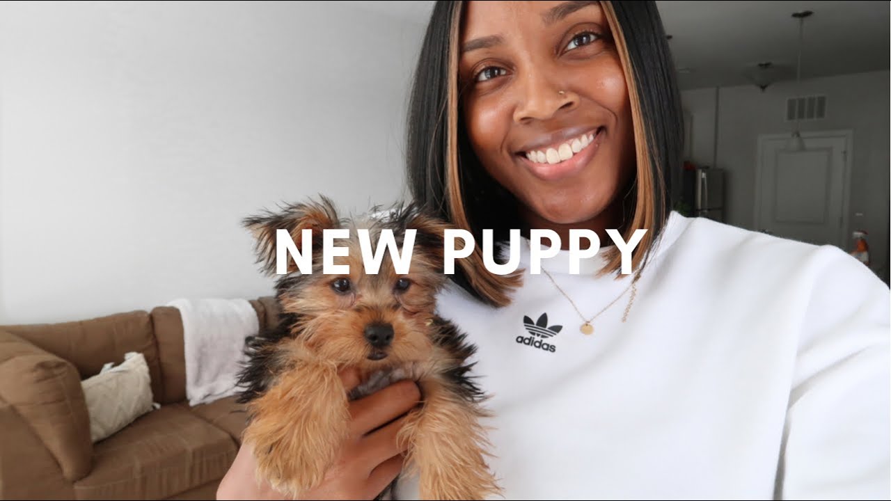 Meet my new Yorkie puppy! YouTube