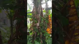 Download Mp3 banyak suara kodok,ke kebon liat pisang, ternyata di makanin burung” Gudang lagu Download Mp3 banyak suara kodok,ke kebon liat pisang, ternyata di makanin burung”