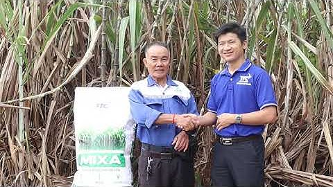 ♥️♥️ MÍA ĐẠT NĂNG SUẤT CAO NHỜ PHÂN HỮU CƠ TTC.