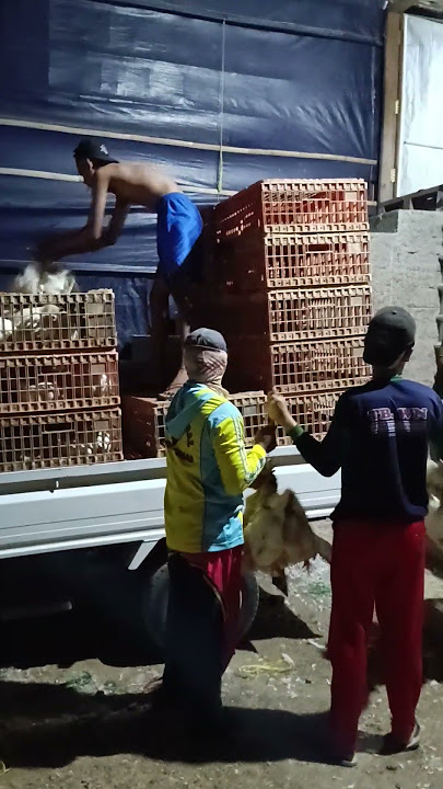 proses muat ayam broiler #broilerchicken