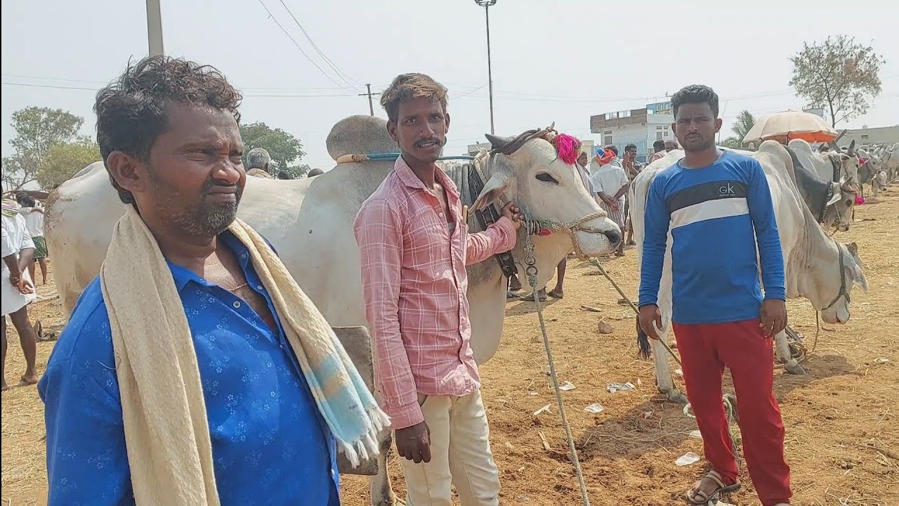Pebbair Saturday Bulls market | Pebbair eddula santha | Pebbair santha | Oxen market ‎@purnafarms 