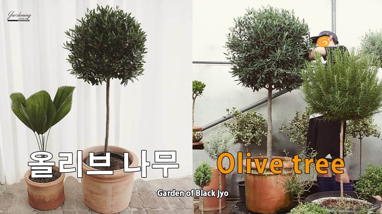 올리브 나무 키우기 / olive tree