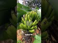 Chácara em Munhoz mg