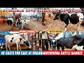 HF CALFS at Channarayapatna CATTLE MARKET | HF Cow Market in Hassan District of Karnataka