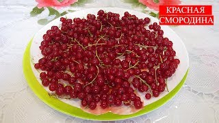 Красная Смородина | Red Currant