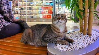 In Istanbul, there are cats in shopping malls too