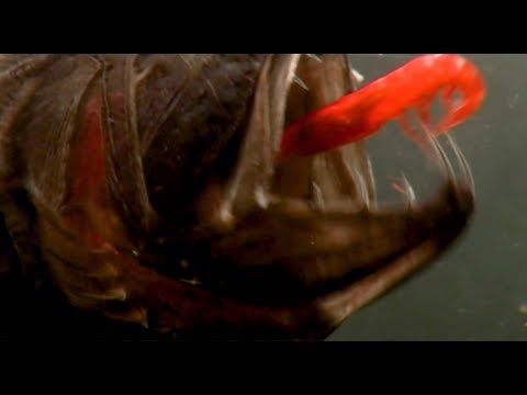 Fangtooth -  deep sea fish with massive teeth chomps shrimp